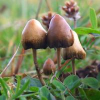 Cone shaped mushrooms embedded in grass